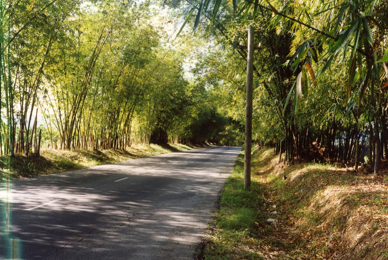 Bamboo Avenue in St Elizabeth, Jamaica, a road arched by tall bamboo stands on a sunny day